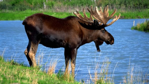 Black deer