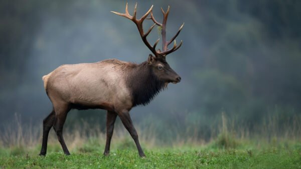 blackdeer-in-Jungle