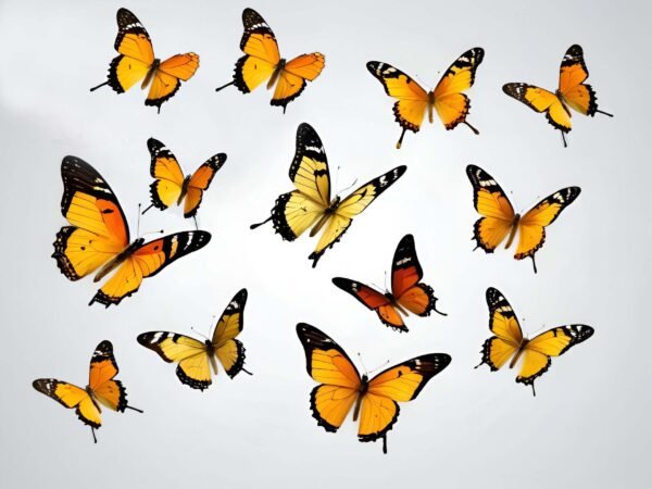 Orange aur Yellow Butterflies