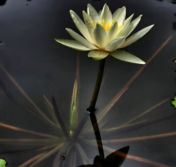 Lotus
